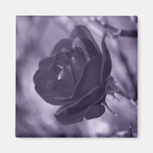 Purple Rose Magnet