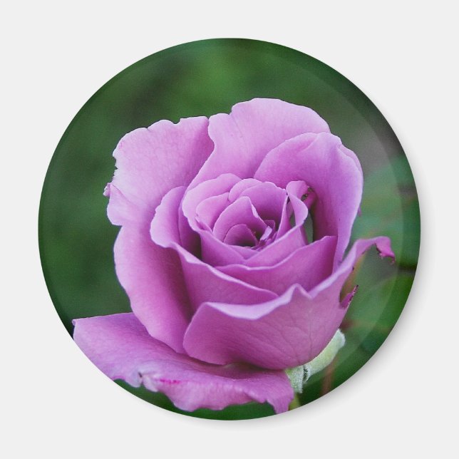 Purple Rose Magnet (Front)