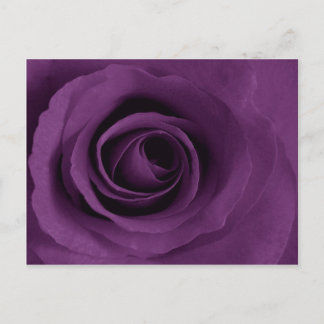 Purple Rose of Artsy Postcard