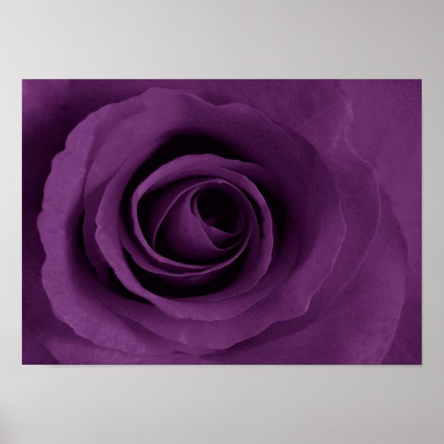purple rose of Etsy Poster (Front)