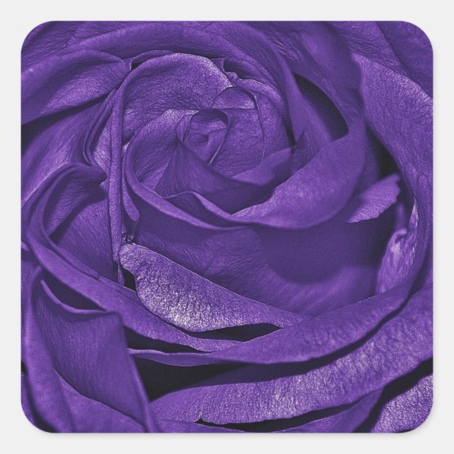 Purple Rose of Fibro Square Sticker (Front)