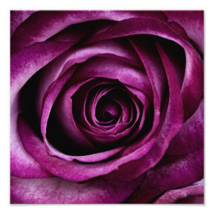 Purple Rose Photo Print