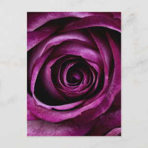 Purple Rose Postcard