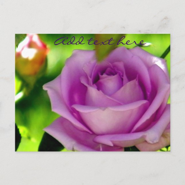 Purple Rose_ Postcard (Front)