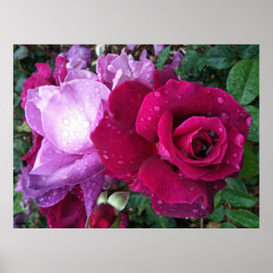 Purple Rose Poster