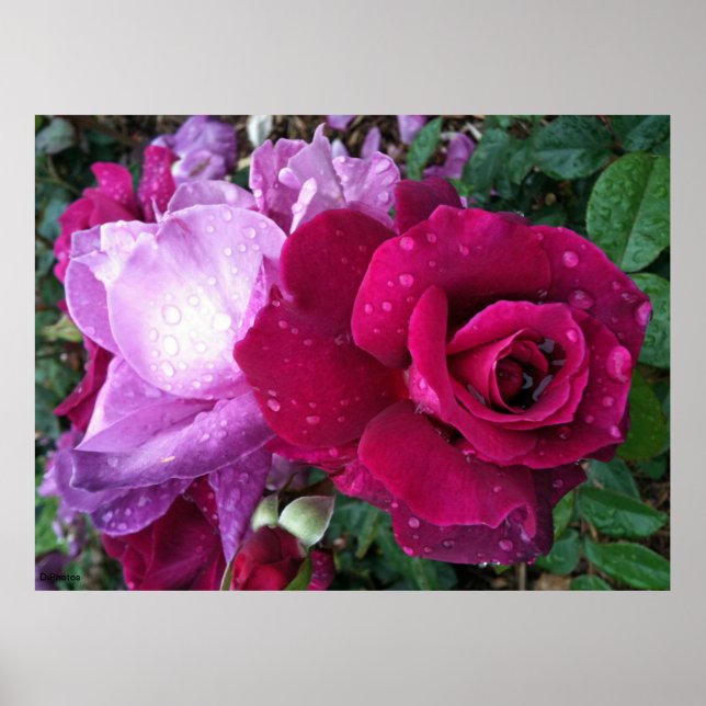 Purple Rose Poster (Front)