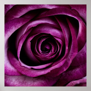 Purple Rose Poster