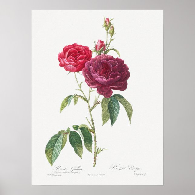 Purple Rose Rosa Gallica Pierre Joseph Redoute Poster (Front)