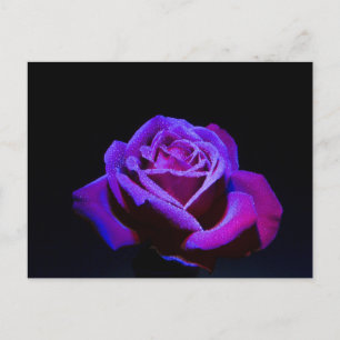 Purple Rose With Water Drops on Black Background Postcard