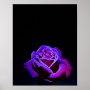 Purple Rose With Water Drops on Black Background Poster