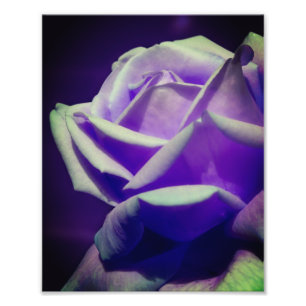 Purple Rosebud 8x10 Photo Print