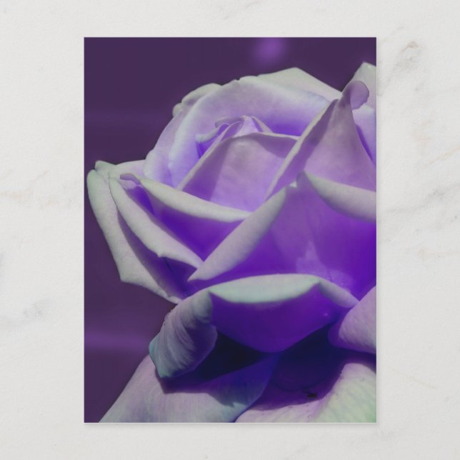 Purple Rosebud Petals Flower Postcard (Front)