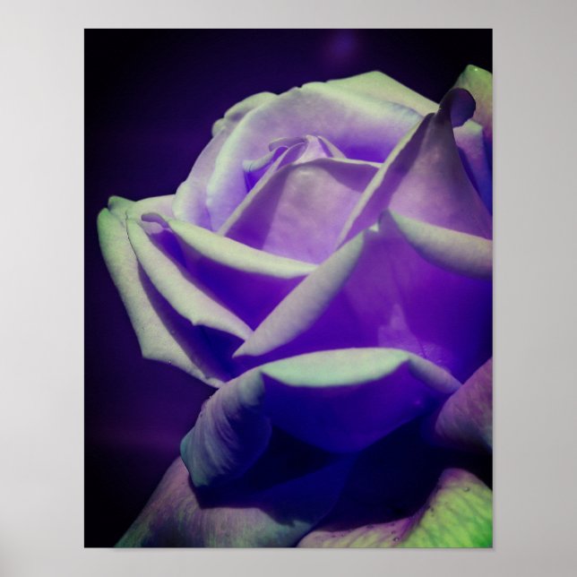 Purple Rosebud  Poster (Front)