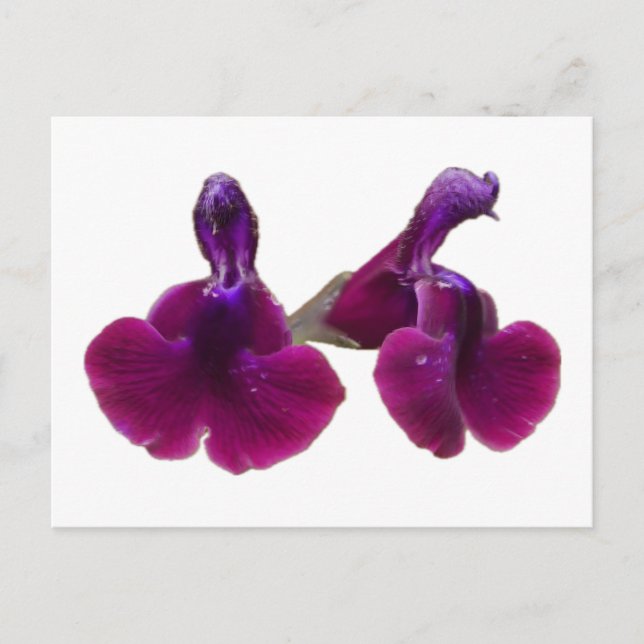 Purple Salvia Flowers Postcard (Front)