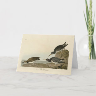 Purple Sandpiper from Audubon's Birds of America Card