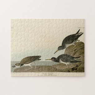 Purple Sandpiper from Audubon's Birds of America Jigsaw Puzzle