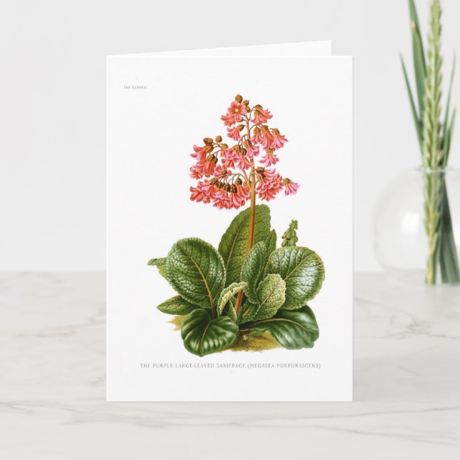 Purple Saxifrage Card (Front)