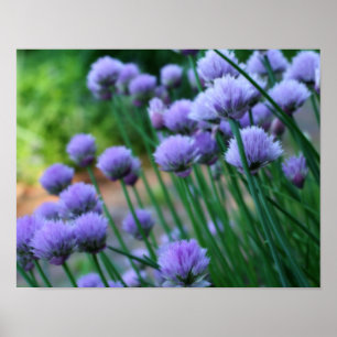 Purple Scallion Allium Flowers Orton Art Poster