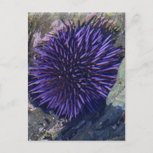 Purple Sea Urchin Postcard
