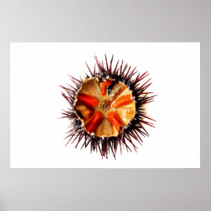 Purple sea urchin poster