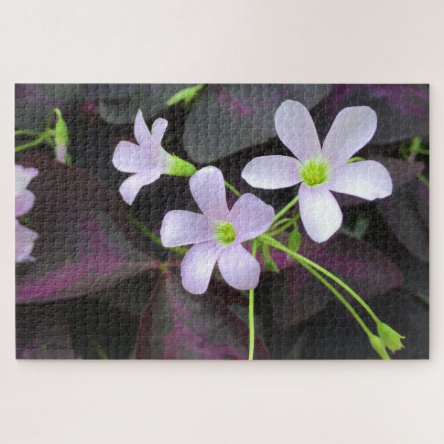 Purple Shamrock Plant Flowers Close-Up Photograph Jigsaw Puzzle (Horizontal)