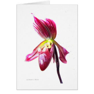 Purple slipper orchid flower against white back