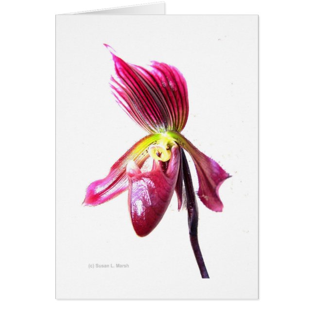 Purple slipper orchid flower against white back (Front)