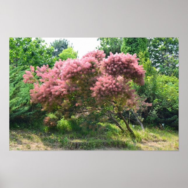 Purple Smoke Tree Poster (Front)