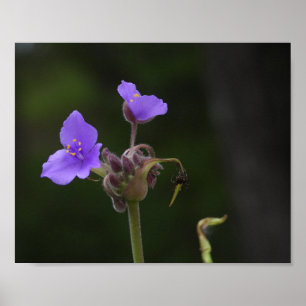 Purple Spiderwort Wildflower Photography Poster