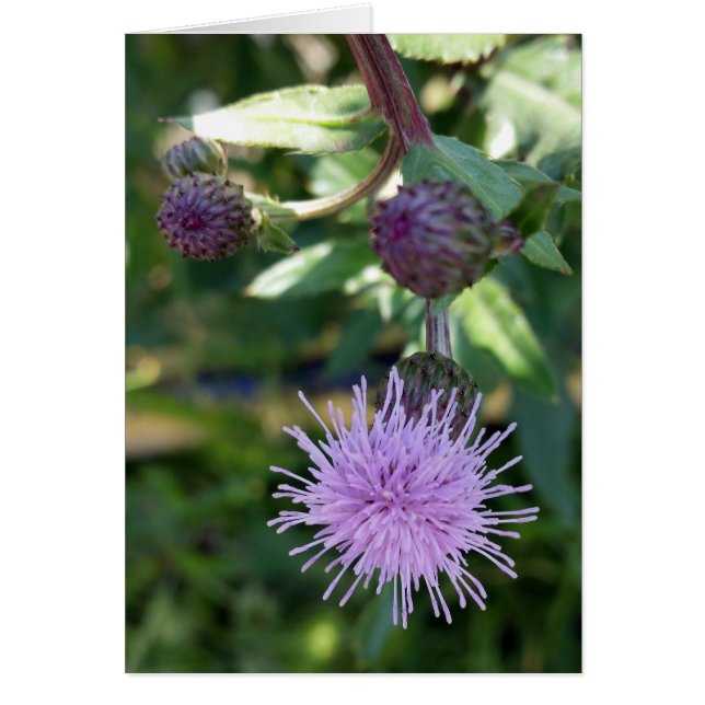 purple splash (Front)