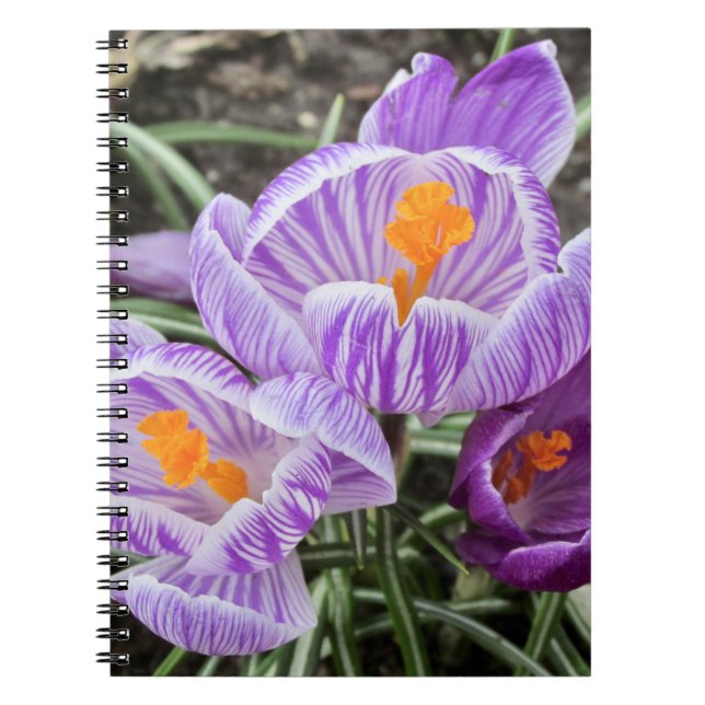 Purple Spring Crocuses. Notebook (Front)