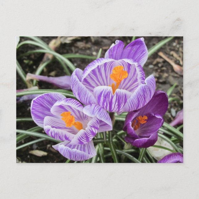 Purple Spring Crocuses. Postcard (Front)
