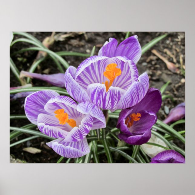 Purple Spring Crocuses. Poster (Front)