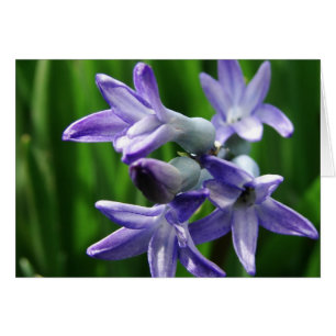 Purple Spring Flowers