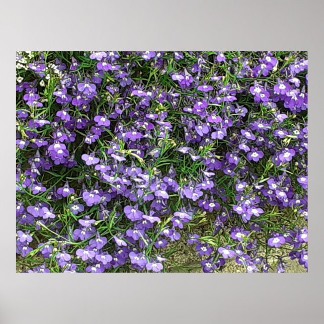Purple Spring Flowers Poster (Front)