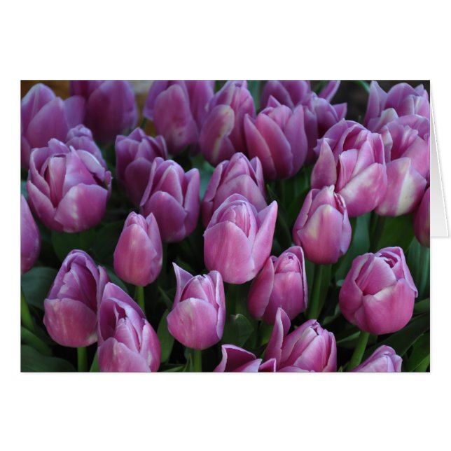 Purple spring tulips (Front Horizontal)