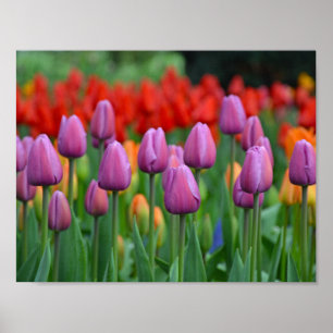Purple spring tulips poster