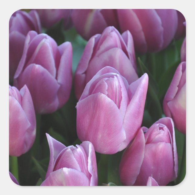 Purple spring tulips square sticker (Front)