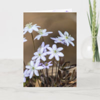 Purple Spring Wildflowers Thinking of You