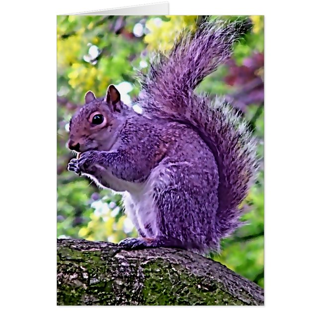 Purple Squirrel (Front)