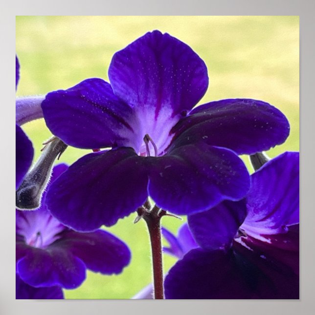 Purple Streptocarpus Flower Poster (Front)