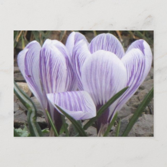 Purple Striped Crocuses Postcard (Front)