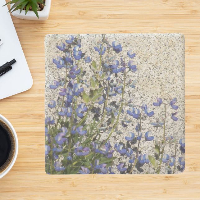 Purple Subalpine Lupine Floral Stone Coaster (In Situ)