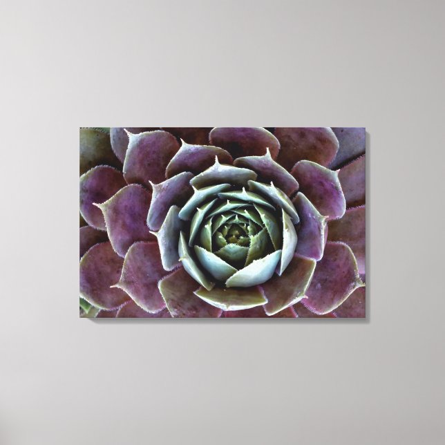 Purple Succulent Close-Up Canvas Print (Front)
