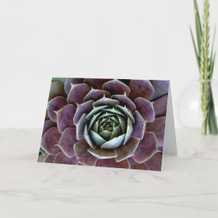 Purple Succulent Close-Up Card