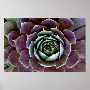 Purple Succulent Close-Up Poster