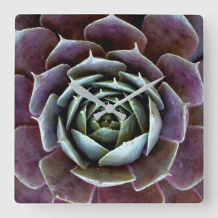 Purple Succulent Close-Up Square Wall Clock