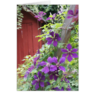Purple Summer Haze