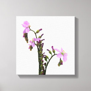 Purple Sundew Flowers Canvas Print