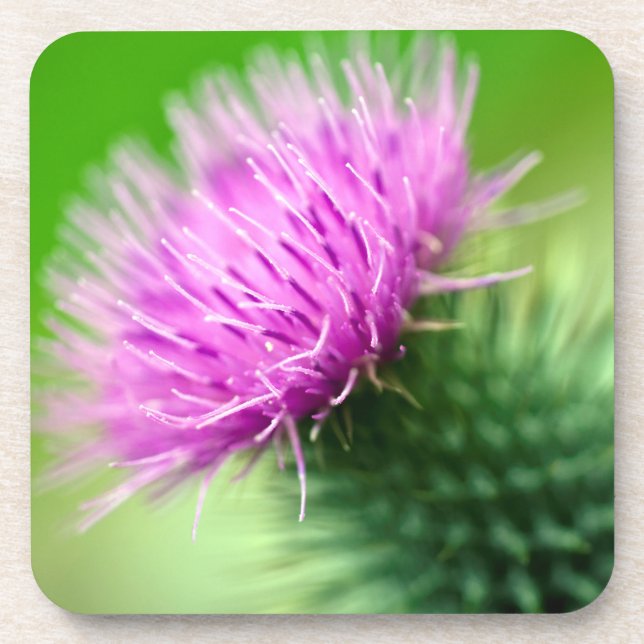 Purple Thistle Coaster (Front)